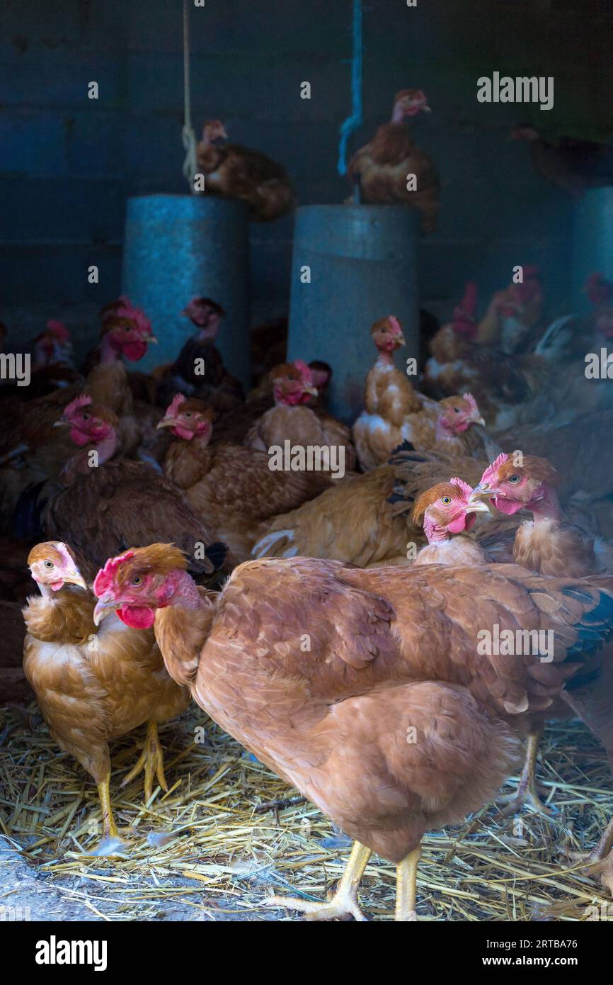 Granja de aves de gama libre / Volailles fermières élevées en plein air et au grain, Hühner en Freilandhaltung Foto de stock