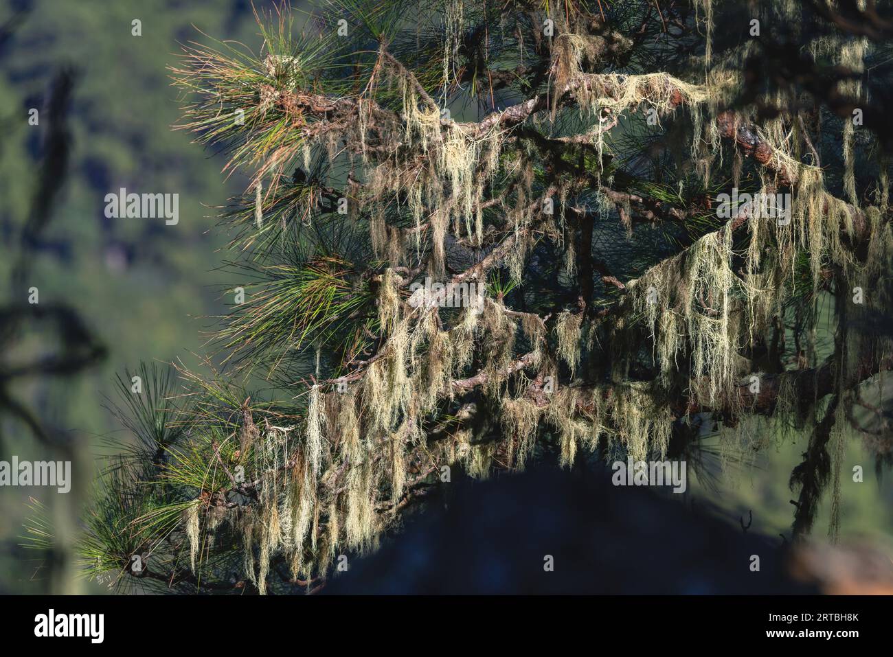 Pino canario (Pinus canariensis), ramas con líquenes de barba en la nube foret, Islas Canarias, La Palma, Lomo del Lance Foto de stock