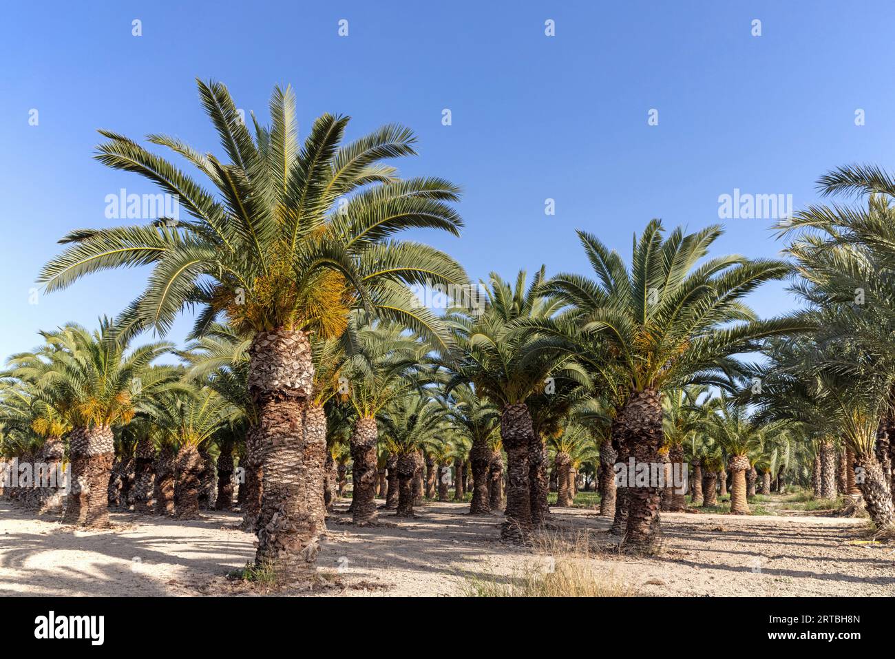 Palmera datilera (Phoenix dactylifera), bosque con palmeras datileras antiguas, España, Valencia, Crevillent Foto de stock