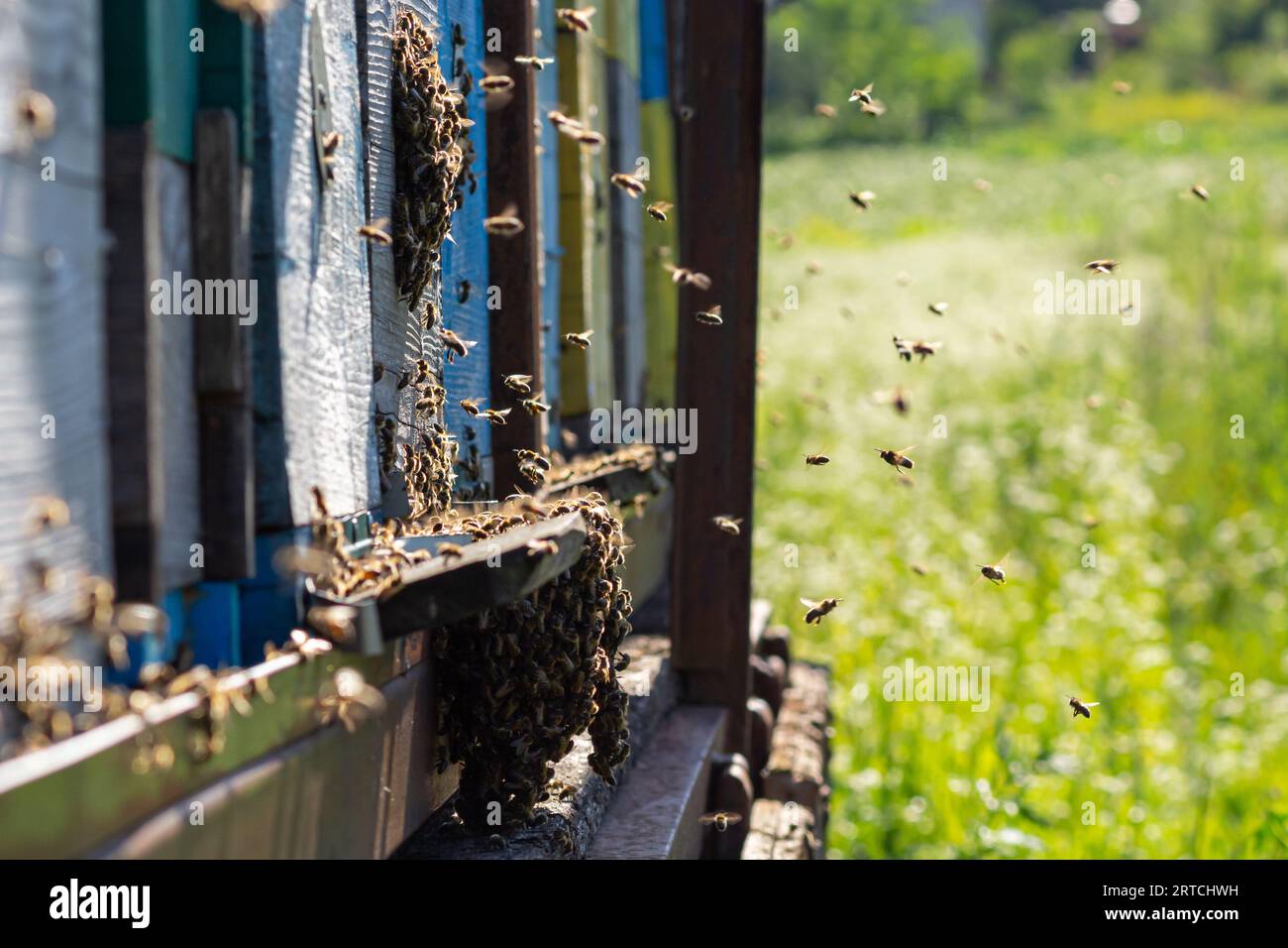 Muchas abejas regresan a la colmena de abejas y entran en la colmena con el néctar floral recogido y el polen de flores. Enjambre de abejas recolectando néctar de las flores. Foto de stock