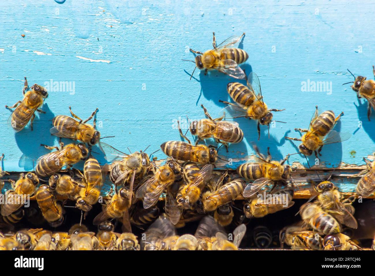Muchas abejas regresan a la colmena de abejas y entran en la colmena con el néctar floral recogido y el polen de flores. Enjambre de abejas recolectando néctar de las flores. Foto de stock