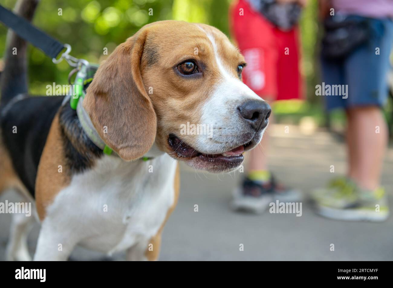 Perro beagle en el parque. Perro beagle cansado al aire libre. Foto de stock