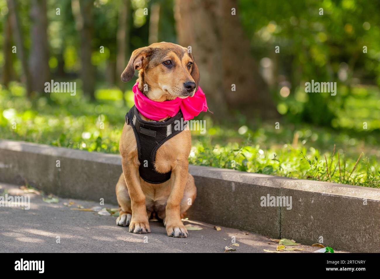 Triste perrito mestizo en el parque. Perro callejero en un día de verano Foto de stock