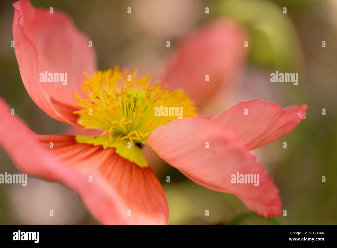 Flor de amapola brote floreciendo en el jardín Foto de stock