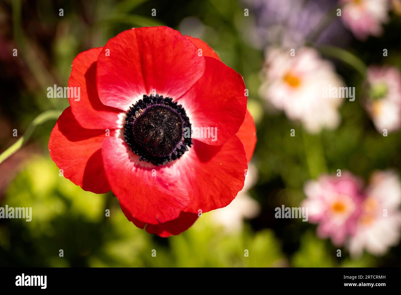 Flor de amapola brote floreciendo en el jardín Foto de stock