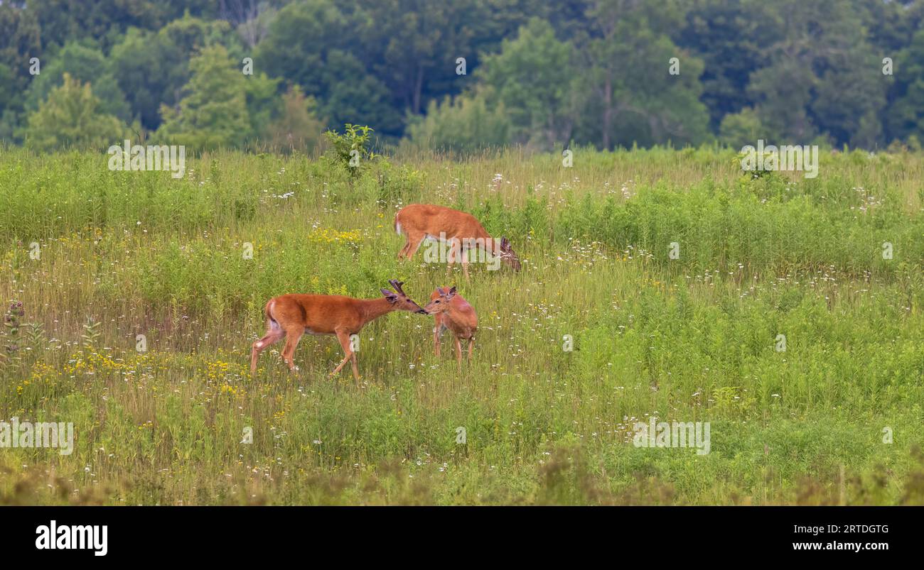 Buck y doe de cola blanca tocando narices en un campo del norte de Wisconsin. Foto de stock