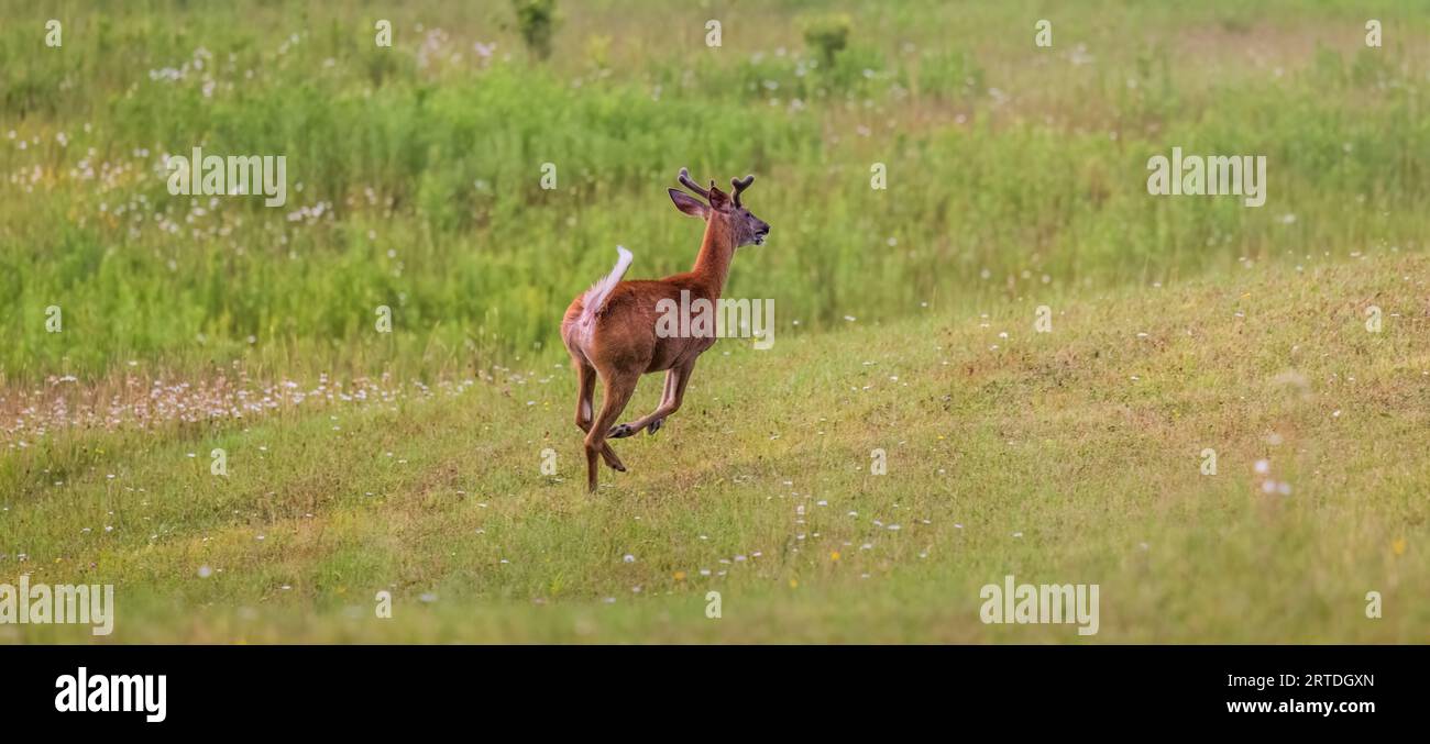 Buck de cola blanca corriendo por la seguridad en el norte de Wisconsin. Foto de stock
