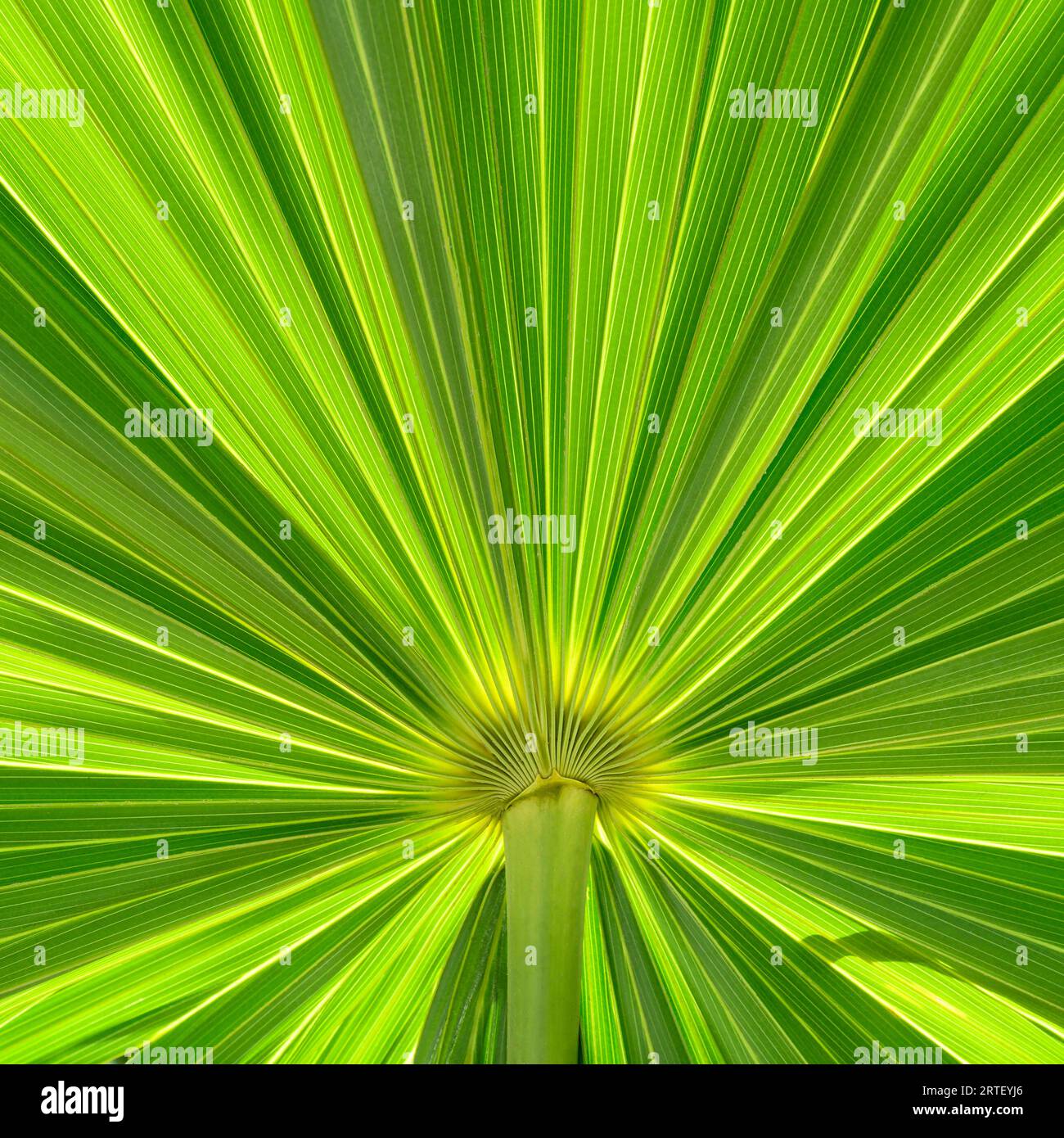 Primer plano de frond simétrico de palma verde Foto de stock