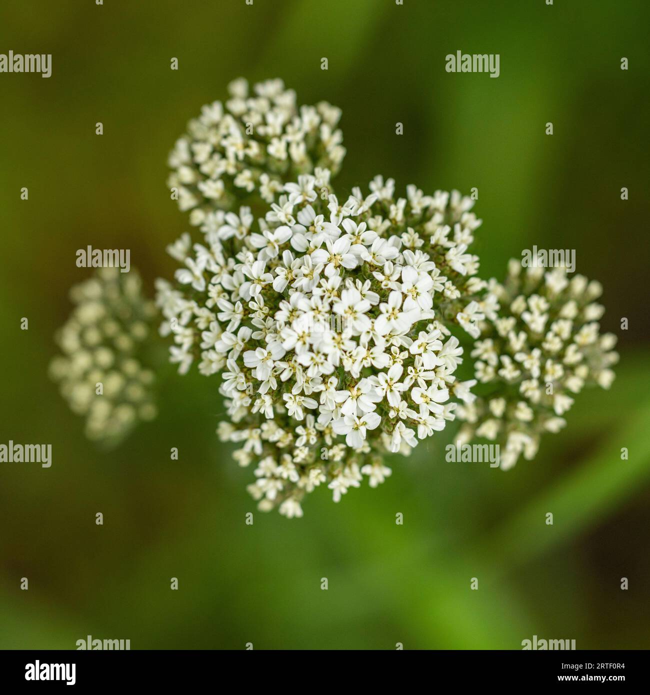 Primer plano de flores silvestres blancas en flor Foto de stock