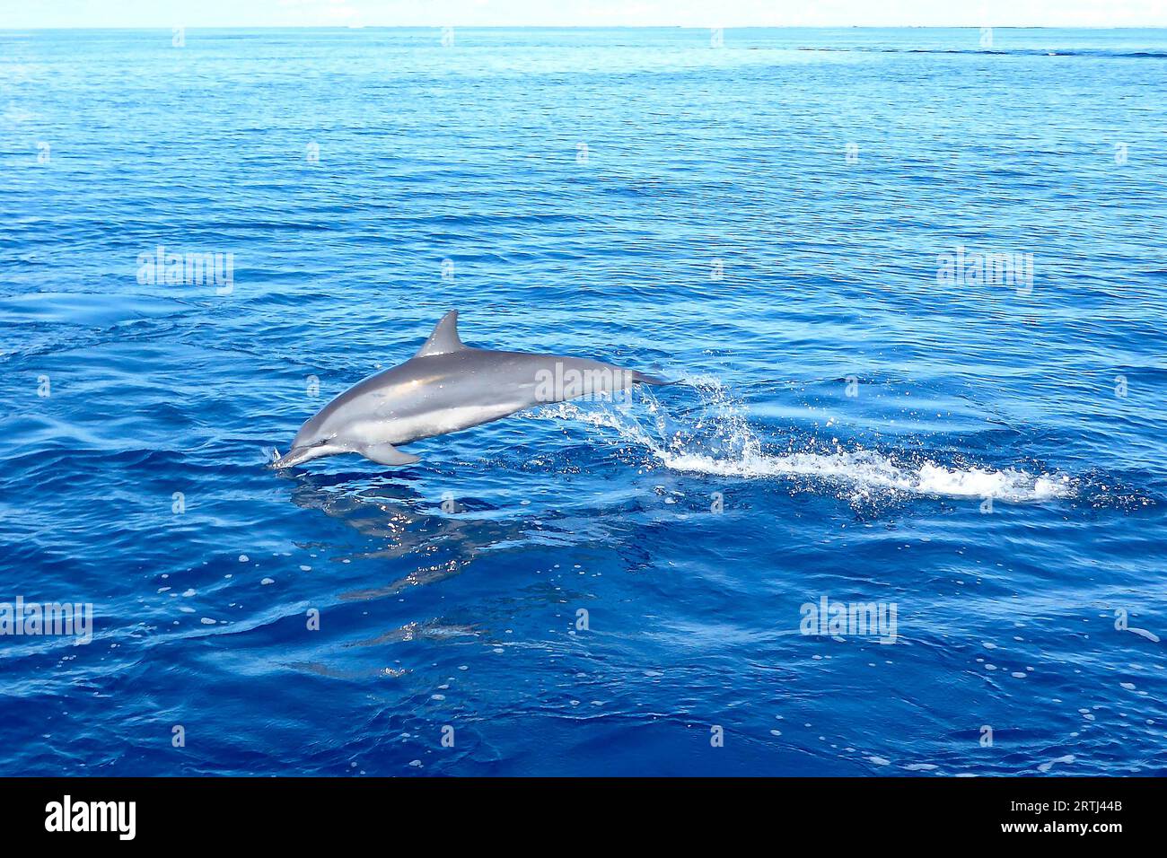 Pacific Dolphin Spinner Dolphin Delfín spinner de pico largo (Stenella longirostris) salta de las inmersiones en el mar, Océano Pacífico Foto de stock