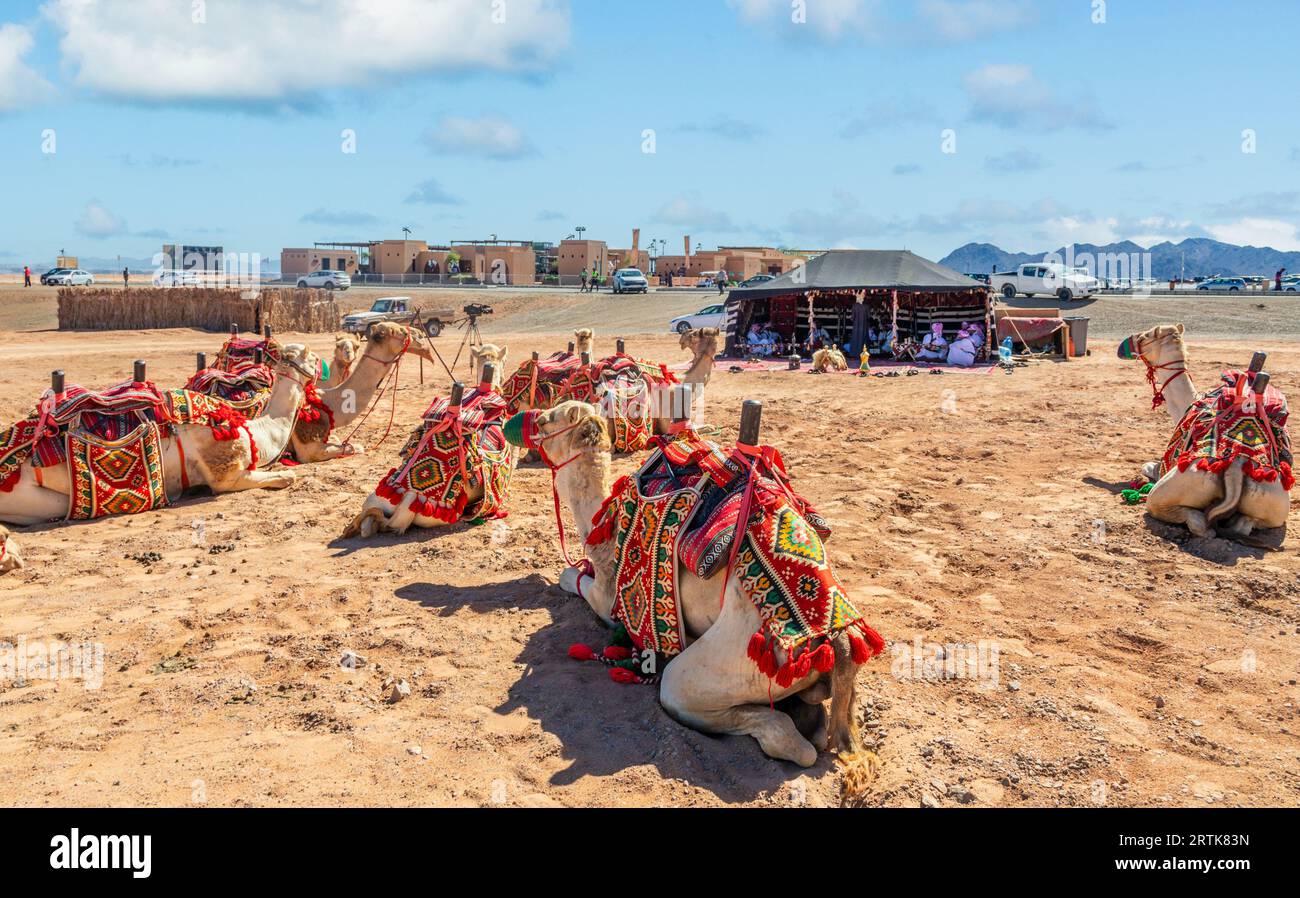 Montar en camellos antes de la copa de carreras con la tienda tradicional de los beduinos en el fondo, Al Ula, Arabia Saudita Foto de stock