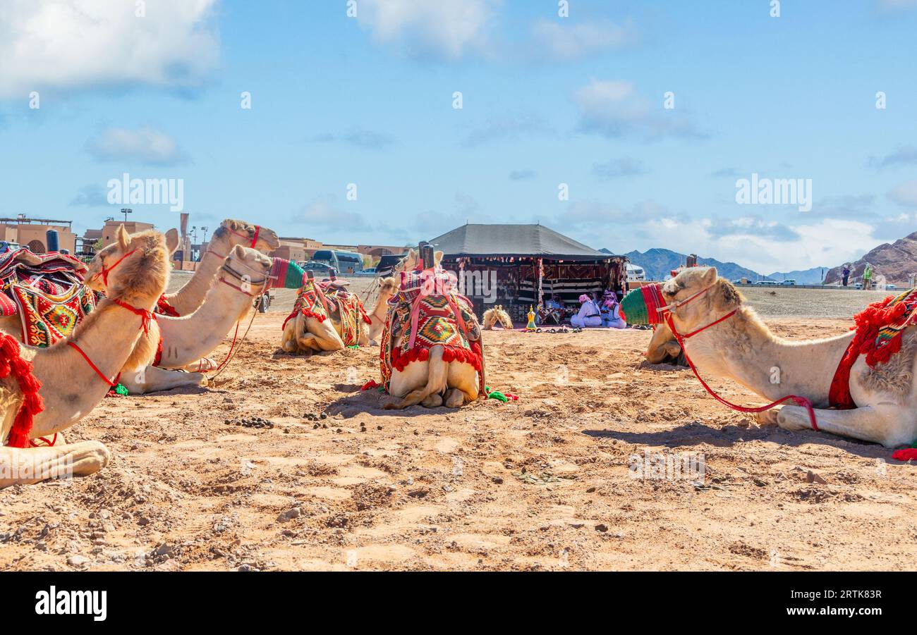 Montar en camellos antes de la copa de carreras con la tienda tradicional de los beduinos en el fondo, Al Ula, Arabia Saudita Foto de stock