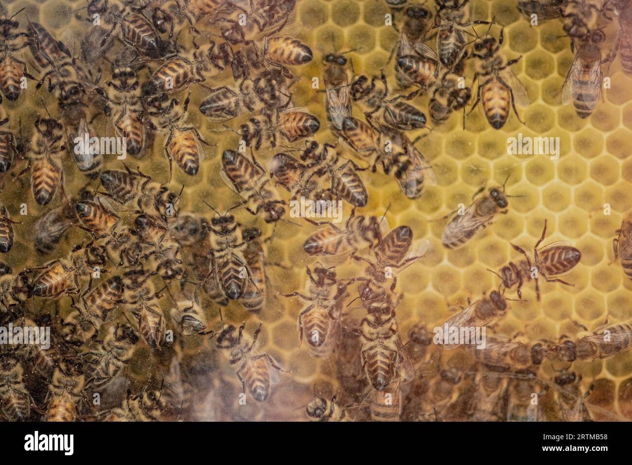 Enjambre de abejas en una colmena para la producción de miel, apicultura, cerca Foto de stock