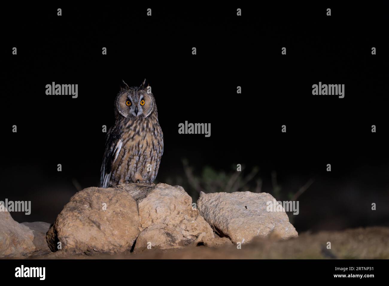 El búho de orejas largas (Asio otus), también conocido como búho de orejas largas del norte o, más informalmente, como búho de cuernos menores o búho gato, es de tamaño mediano Foto de stock