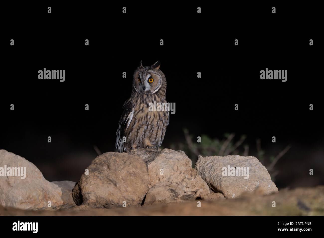 El búho de orejas largas (Asio otus), también conocido como búho de orejas largas del norte o, más informalmente, como búho de cuernos menores o búho gato, es de tamaño mediano Foto de stock