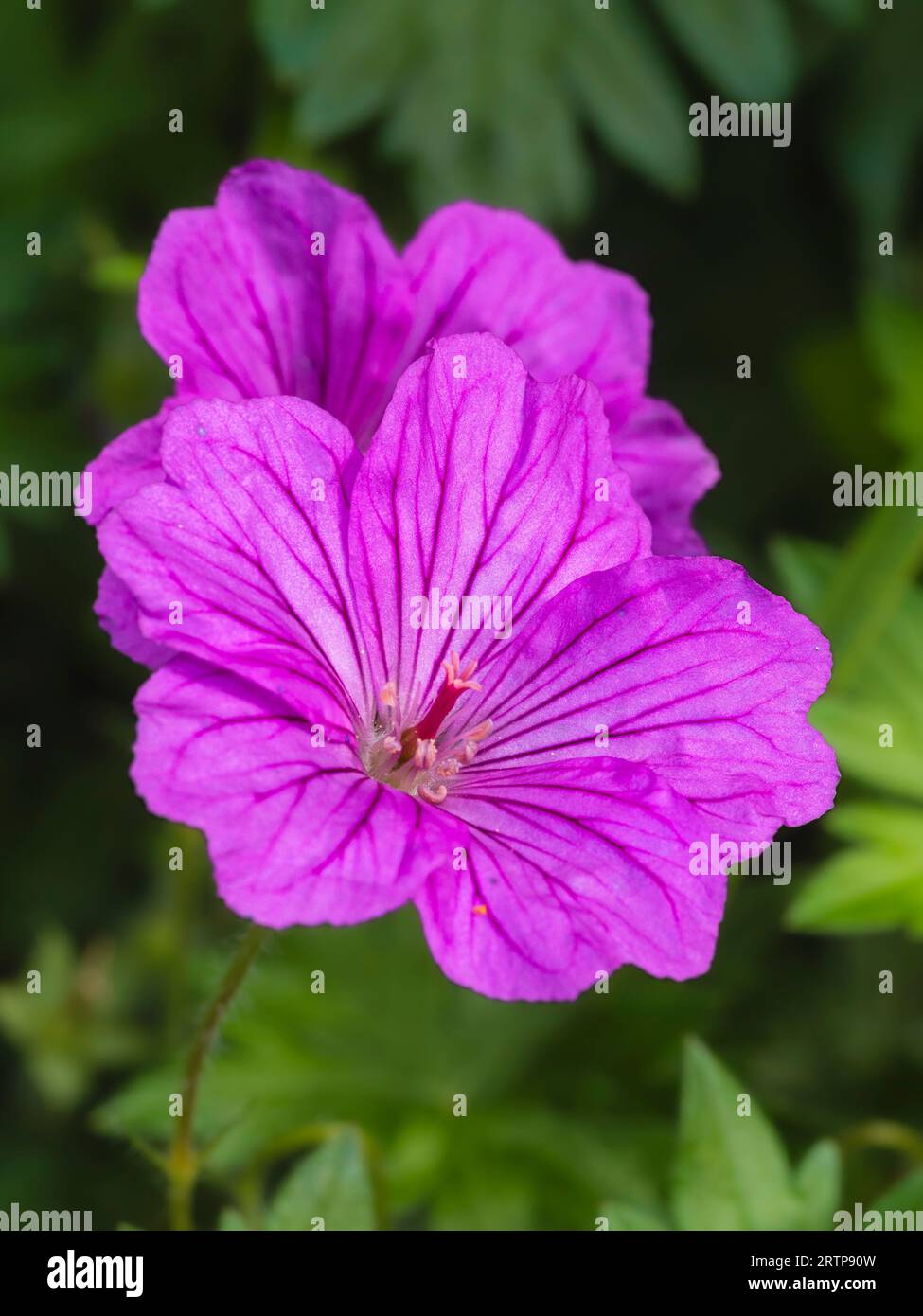 Flor rosa del geranio perenne resistente y floreciente, Geranium sanguineum 'Pequeño monstruo' Foto de stock