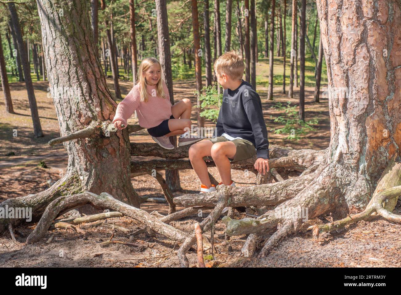 Dos niños, de 7 y 10 años, jugando en las raíces aéreas en el bosque de Ystad, Scania, Suecia, Escandinavia Foto de stock