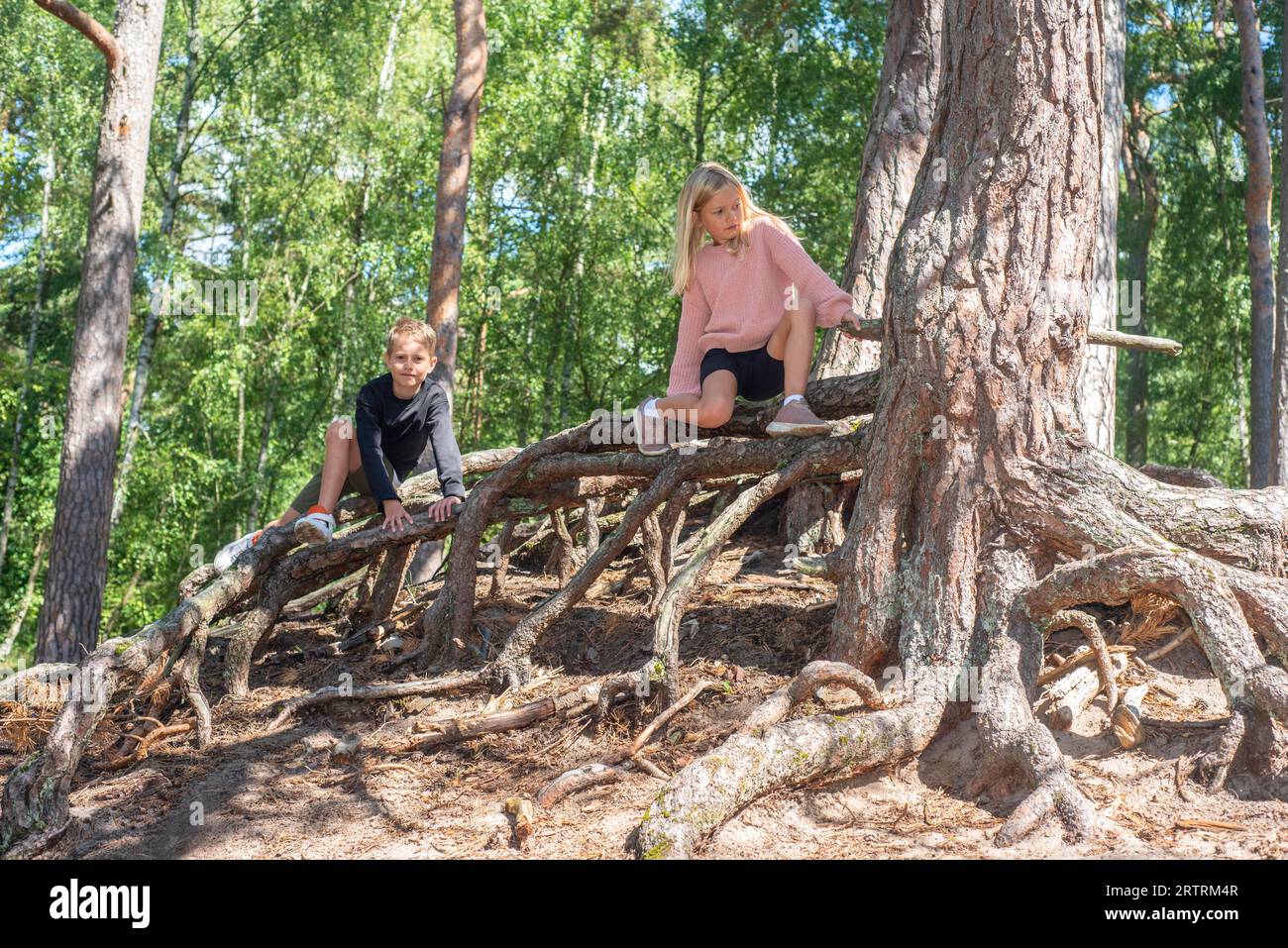 Dos niños, de 7 y 10 años, jugando en las raíces aéreas en el bosque de Ystad, Scania, Suecia, Escandinavia Foto de stock