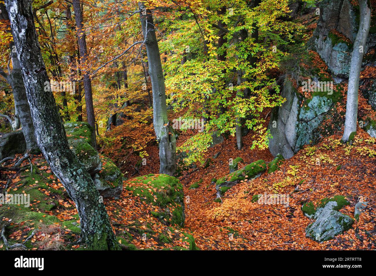 Follaje de otoño en el bosque de montaña salvaje Foto de stock