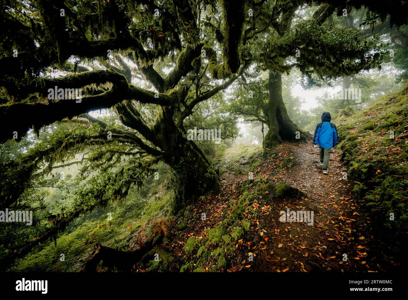 Vista panorámica de un niño caminando entre terroríficos laureles en el bosque Fanal en Madeira, Portugal, una escena como de una espeluznante película de terror Foto de stock