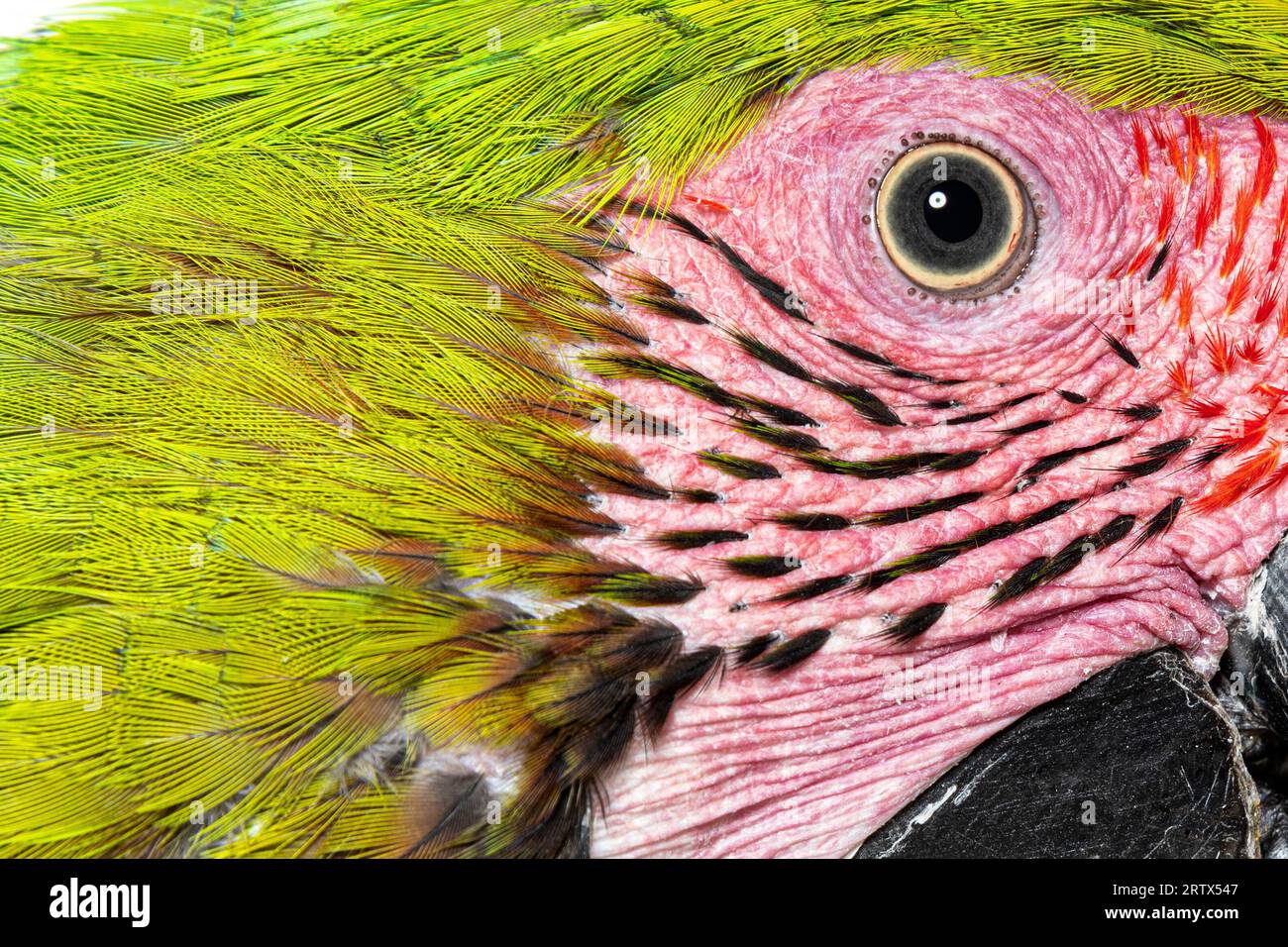 Foto de cabeza macro de un gran pájaro guacamayo verde, detalles en los ojos y pequeñas plumas, Ara ambiguus, aislado en blanco Foto de stock