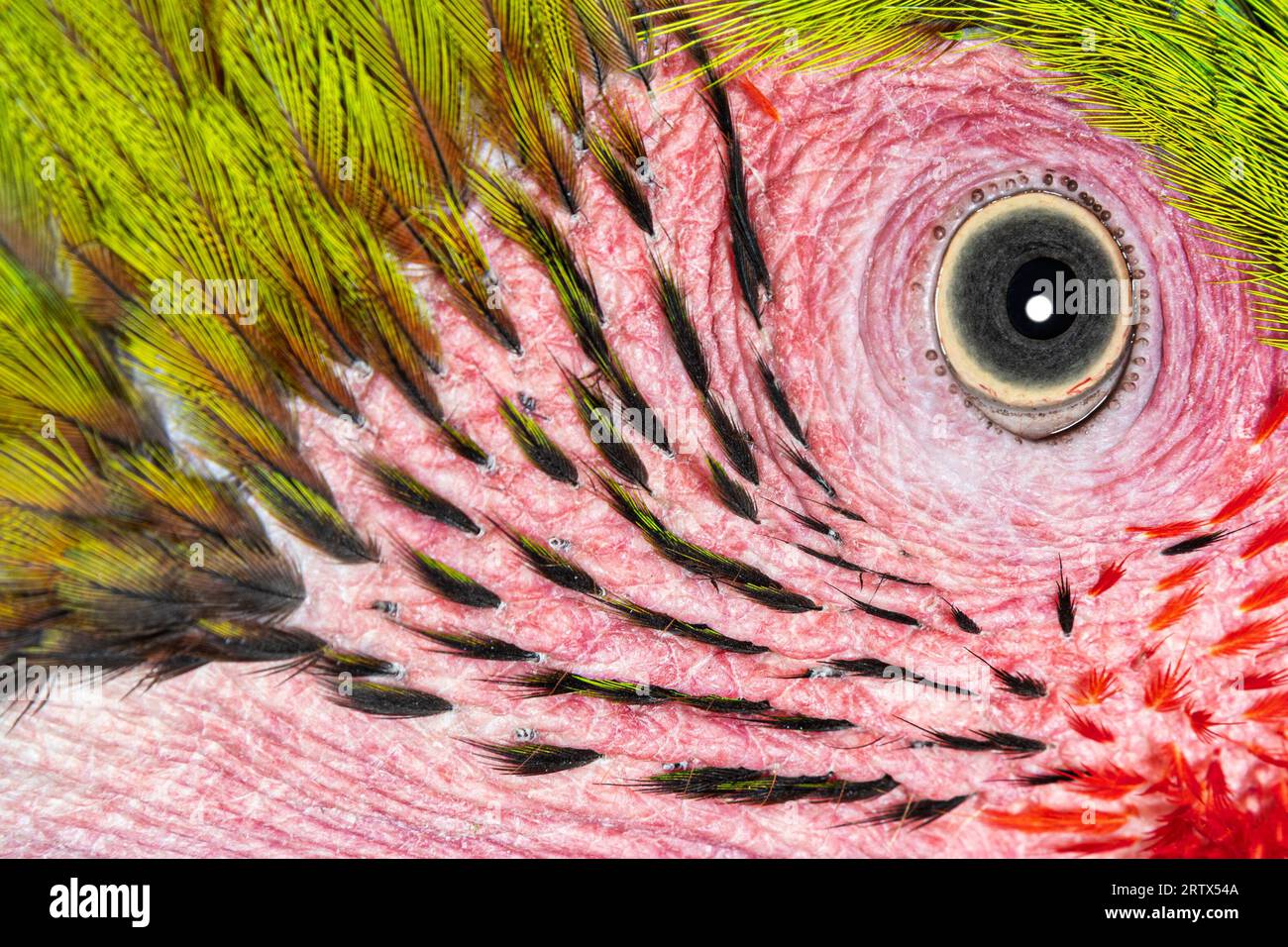 Foto de cabeza macro de un gran pájaro guacamayo verde, detalles en los ojos y pequeñas plumas, Ara ambiguus, aislado en blanco Foto de stock