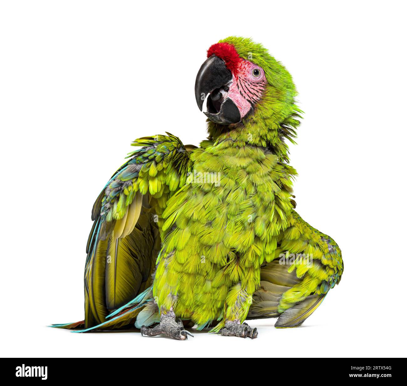 Enojado Gran guacamaya verde extendiendo sus alas y plumas para impresionar, Ara ambiguus, aislado en blanco Foto de stock