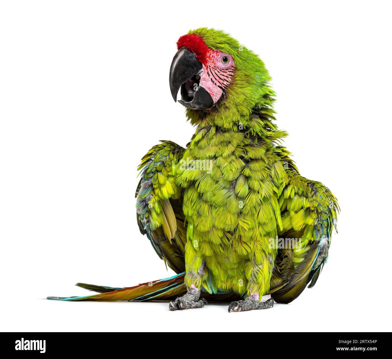 Enojado Gran guacamaya verde extendiendo sus alas y plumas para impresionar , Ara ambiguus, aislado en blanco Foto de stock