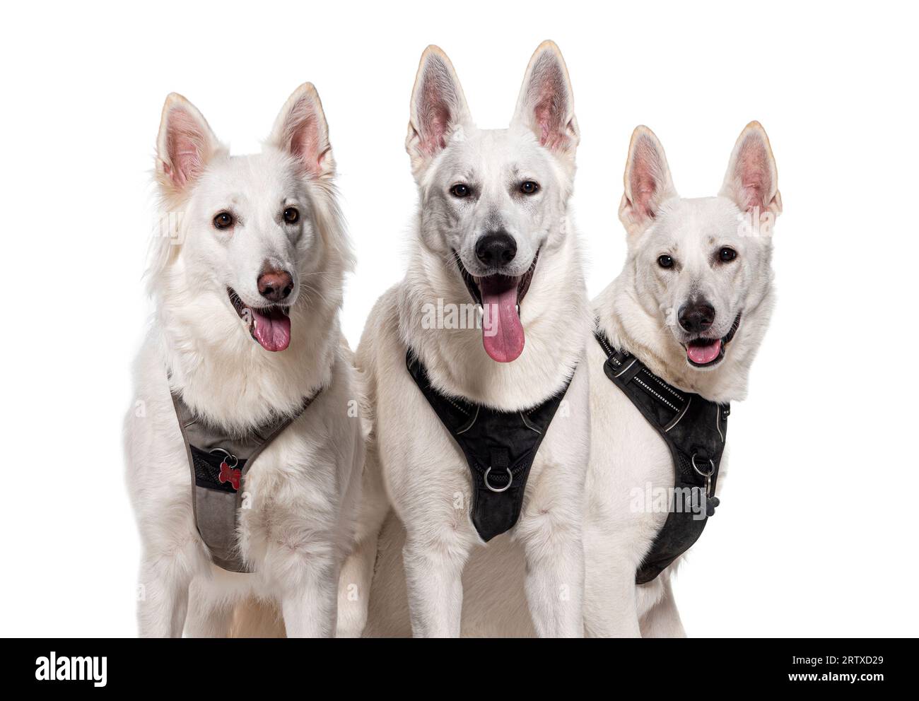 Disparo en la cabeza de un grupo de perros pastores suizos jadeando con un arnés, aislado en blanco Foto de stock