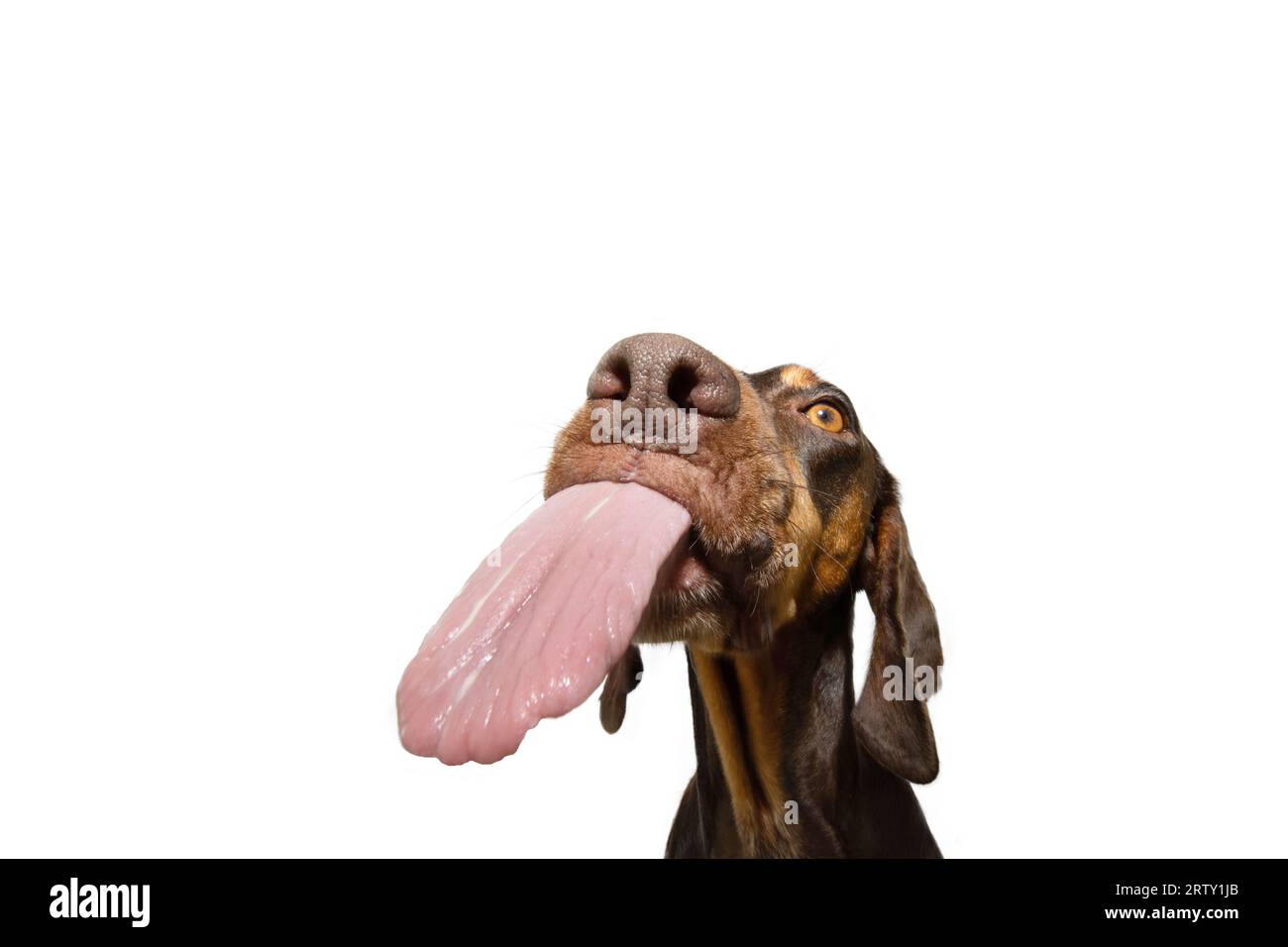 Retrato divertido hambriento doberman Perro cachorro pinscher mendigando, comiendo y lamiendo sus labios con lengua. Aislado sobre fondo blanco Foto de stock