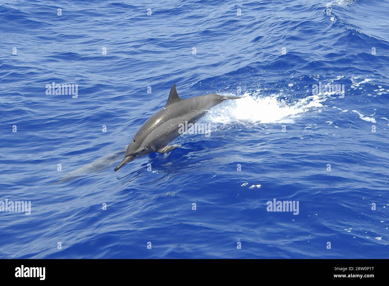 Pacific Dolphin Spinner Dolphin Delfín spinner de pico largo (Stenella longirostris) salta de las inmersiones en el mar, Océano Pacífico Foto de stock
