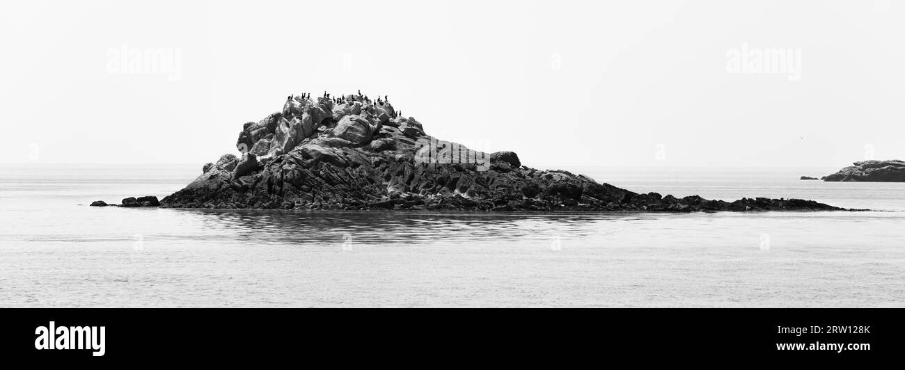 Gran cormorán (Phalacrocorax carbo) en la pequeña isla rocosa de Ile du Pioupiou, Islas Glenan, archipiélago de Glenan en el Océano Atlántico Foto de stock