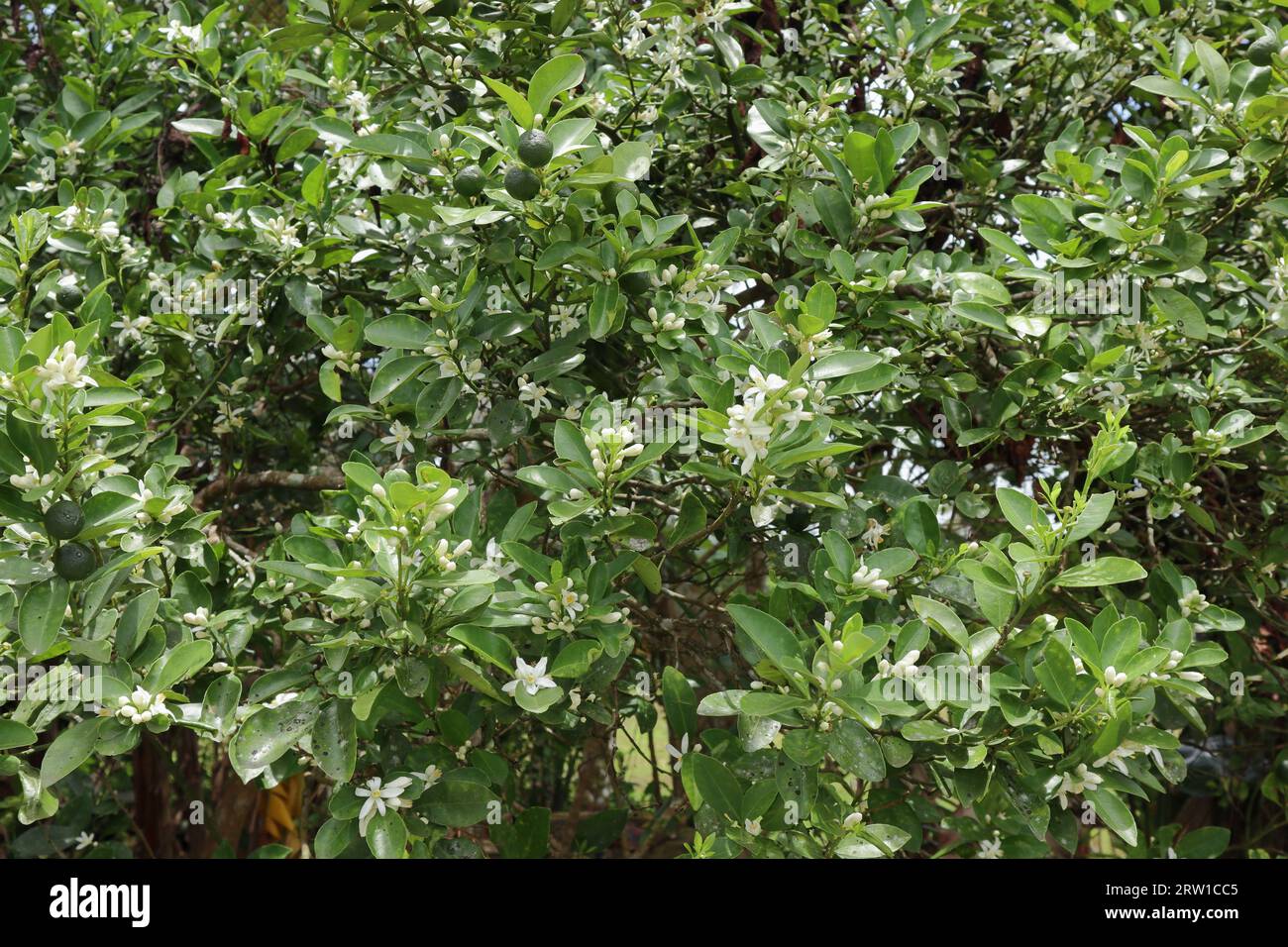 Vista de una planta de cítricos en flor con los frutos inmaduros y flores blancas con las hojas. Esta fruta de sabor amargo que lleva la planta de cítricos conocida como t Foto de stock