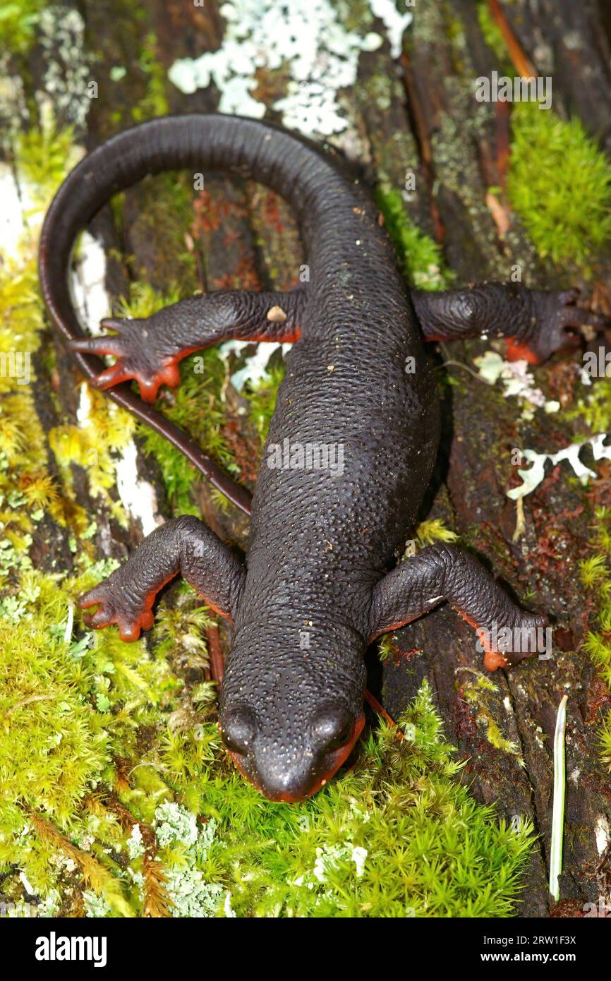 Primer plano vertical natural en una hembra de la rara y protegida Taricha rivularis, tritón de vientre rojo sentado en musgo Foto de stock