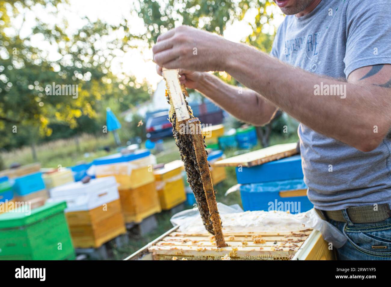 beekeeper sostiene un marco con miel y abejas. Primer plano de la apicultura. Ecosistema local y apoyo. Foto de stock