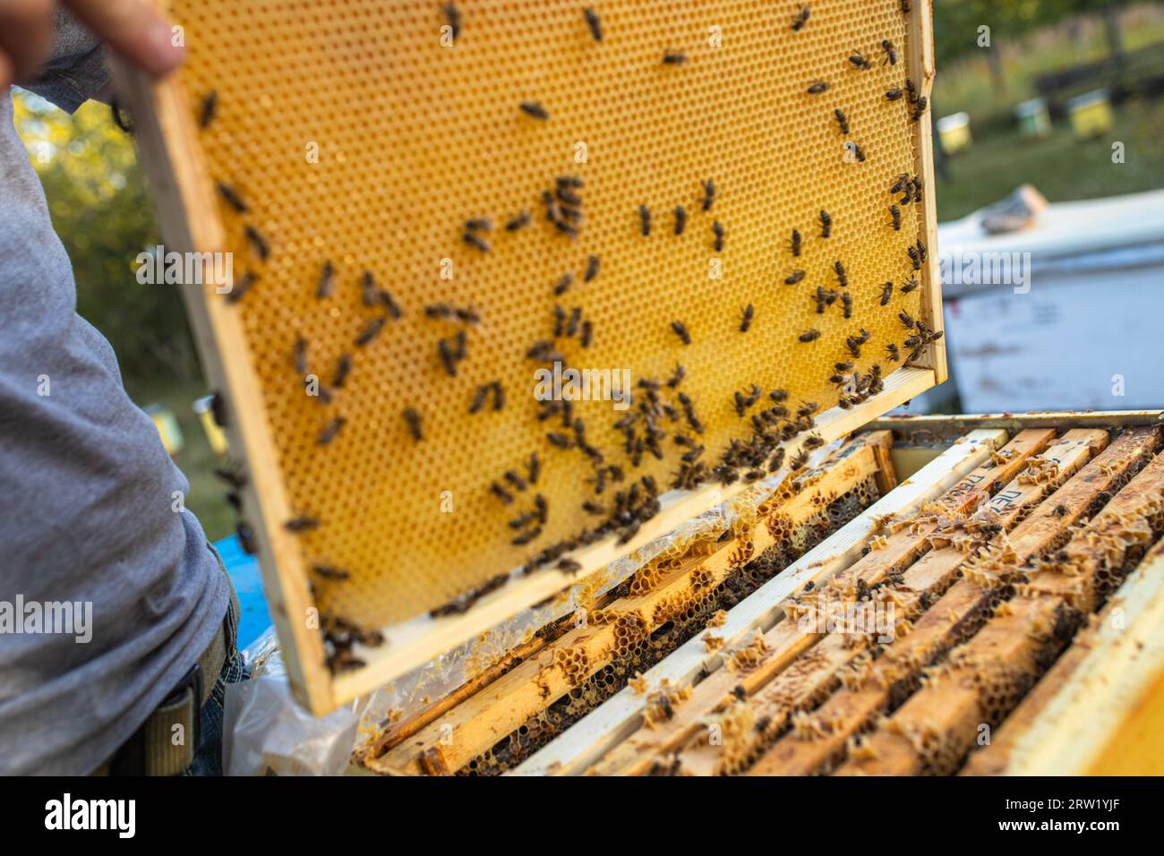 beekeeper sostiene un marco con miel y abejas. Primer plano de la apicultura. Ecosistema local y apoyo. Foto de stock