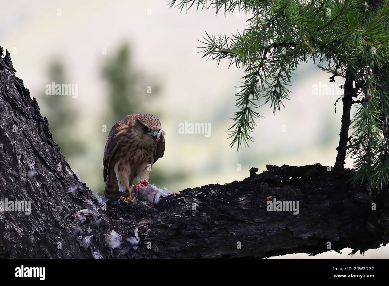Una secuencia de la comida de un pequeño ave de presa, Mongolia Foto de stock