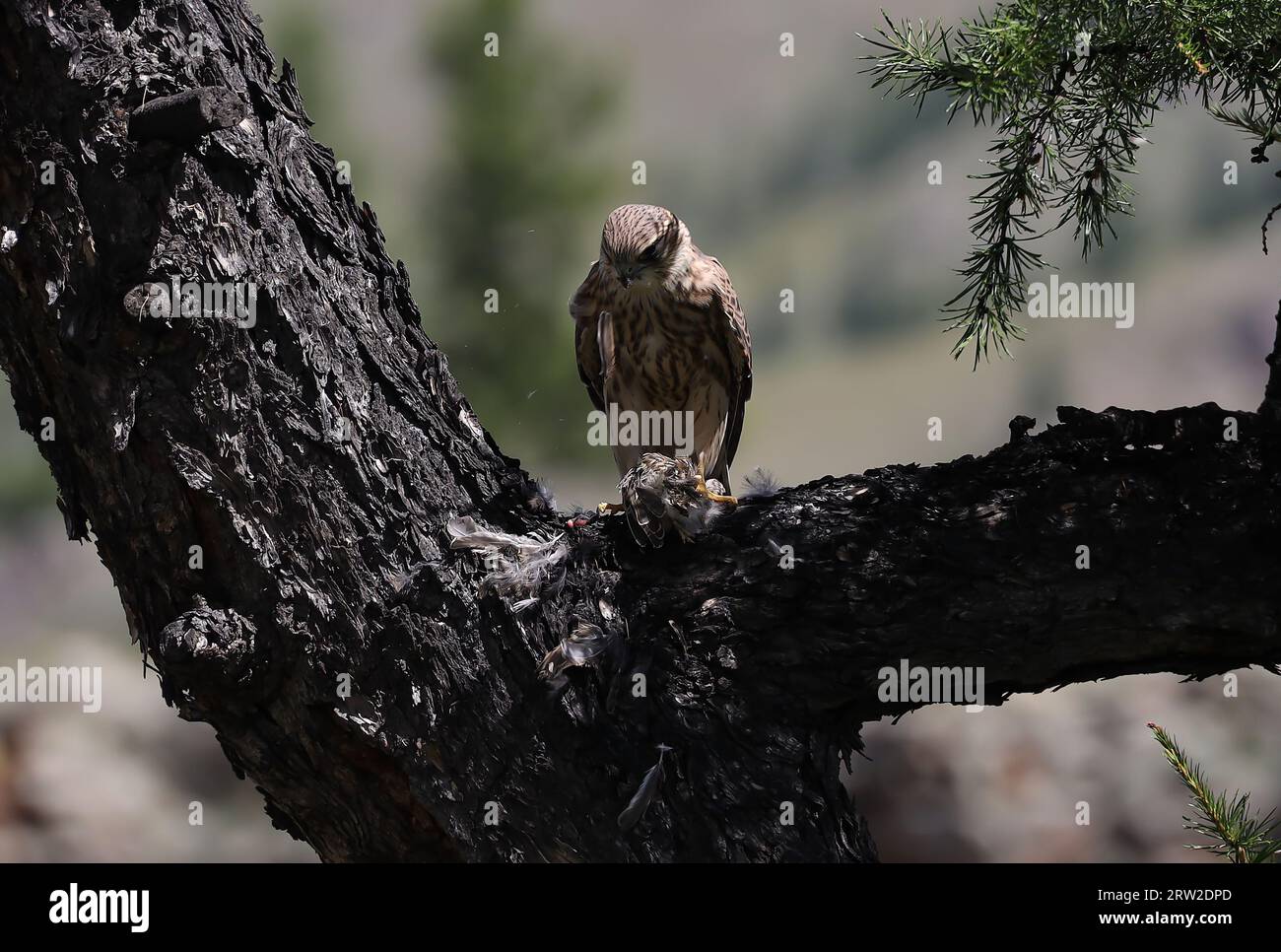 Una secuencia de la comida de un pequeño ave de presa, Mongolia Foto de stock