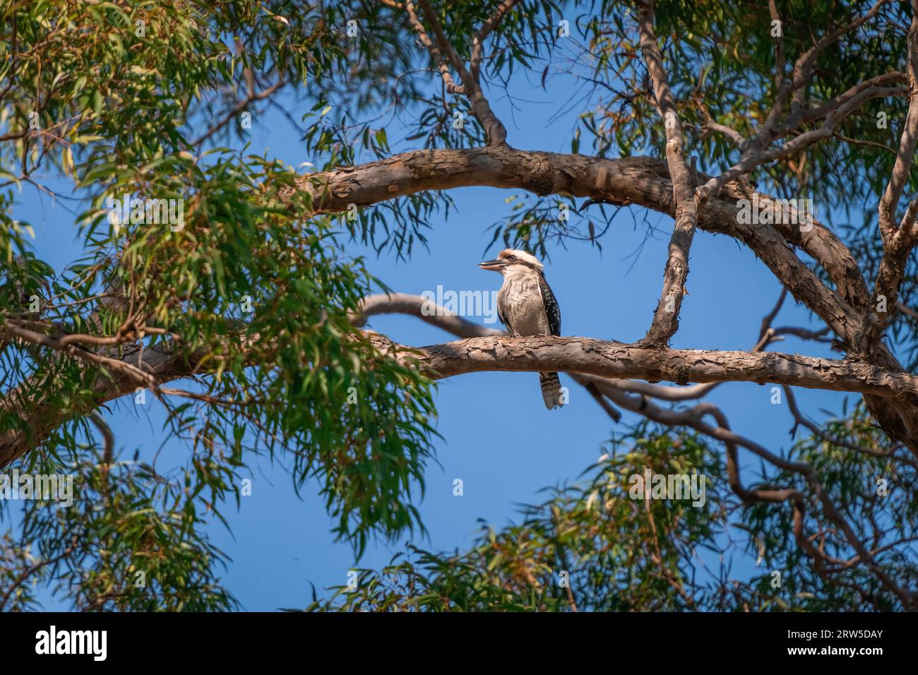 Riendo kookaburra sentado en la rama de un árbol de goma y mirando alrededor Foto de stock