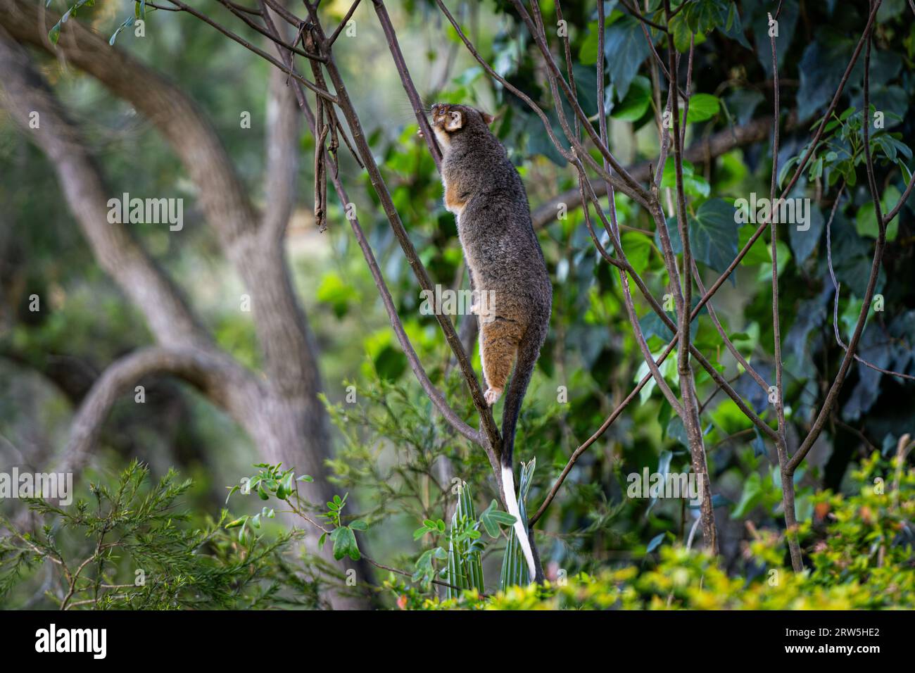 Zarigüeya de cola de anillo australiano trepando ramas delgadas de un árbol en el arbusto australiano Foto de stock