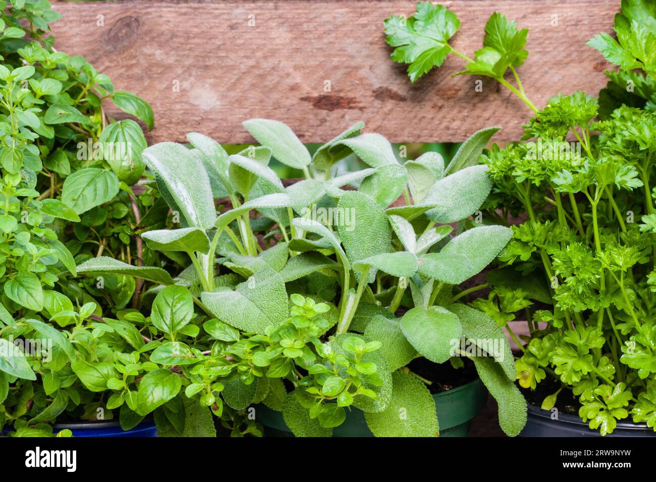 Salbei, Petersilie, Majoran (Salvia), Perejil y Orégano o mejorana salvaje Foto de stock