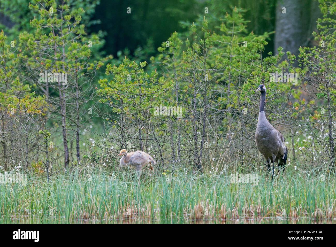 Grúas, las poblaciones más grandes se encuentran en el norte de Europa y el norte de Asia (grulla común (Grus grus) Foto de stock