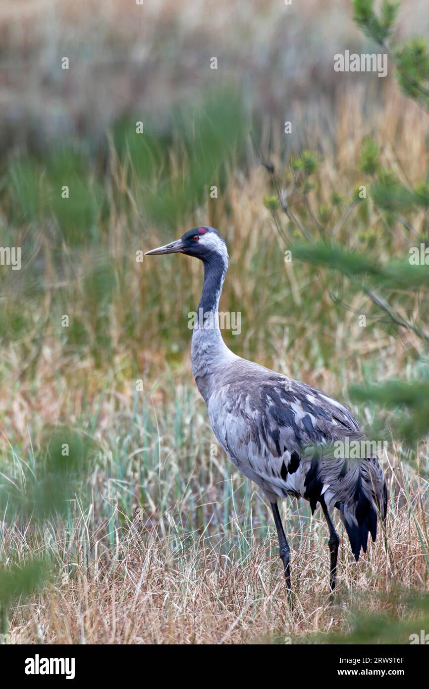 Grúas, las poblaciones más grandes se encuentran en el norte de Europa y el norte de Asia (grulla común (Grus grus) Foto de stock