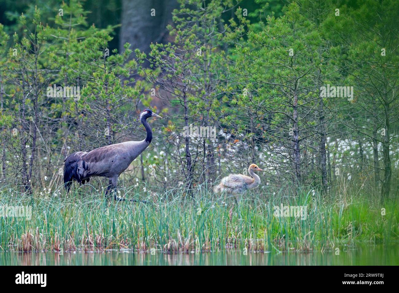 Grúas, las poblaciones más grandes se encuentran en el norte de Europa y el norte de Asia (grulla común (Grus grus) Foto de stock