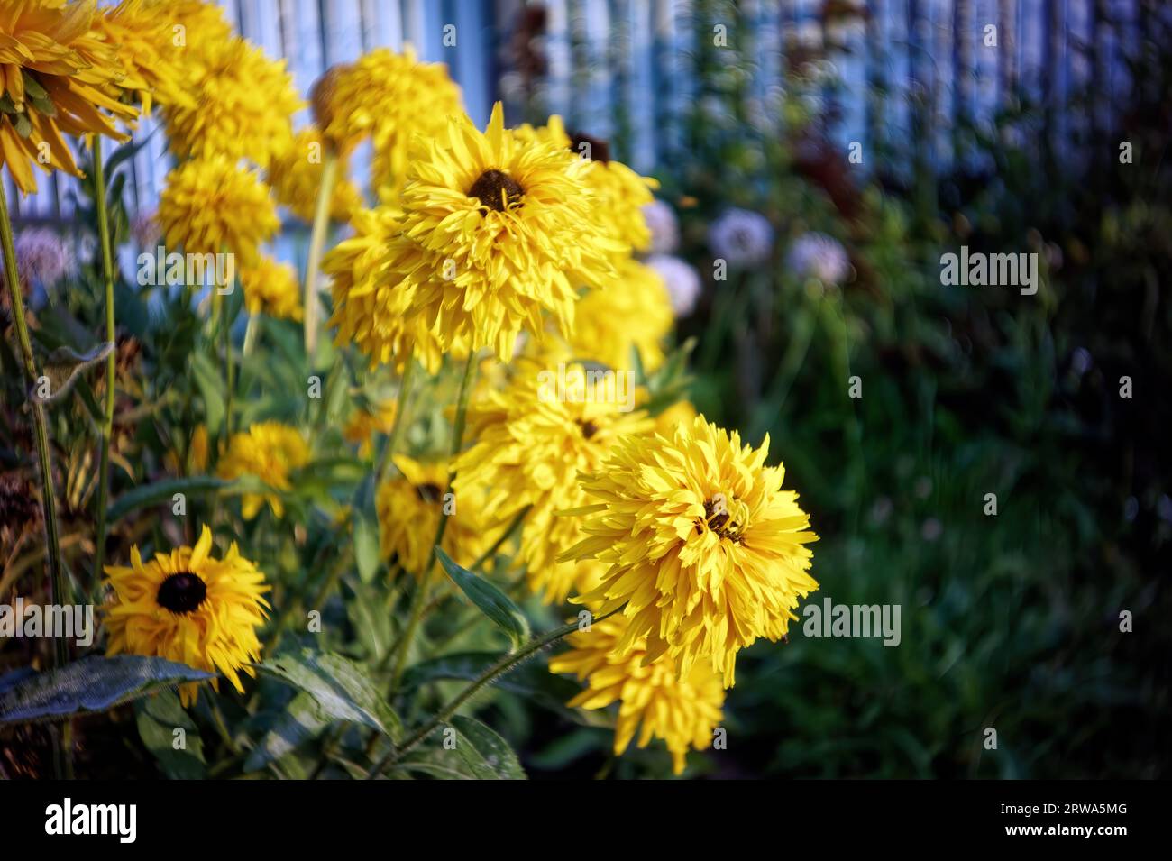 Flores amarillas en el jardín, en verano Foto de stock
