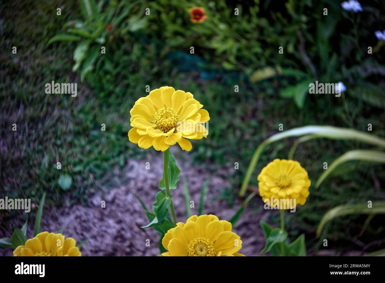Flores amarillas en el jardín, en verano Foto de stock