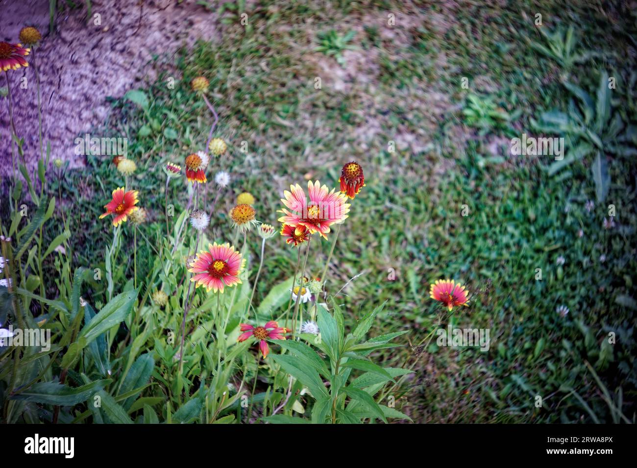 flores coloridas en el jardín, en verano Foto de stock
