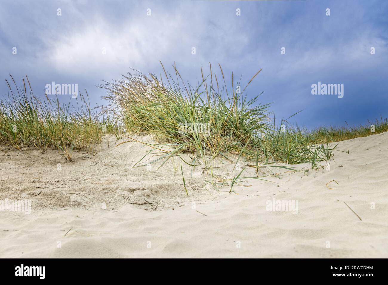 Gras en las dunas de arena cerca del Mar del Norte Foto de stock