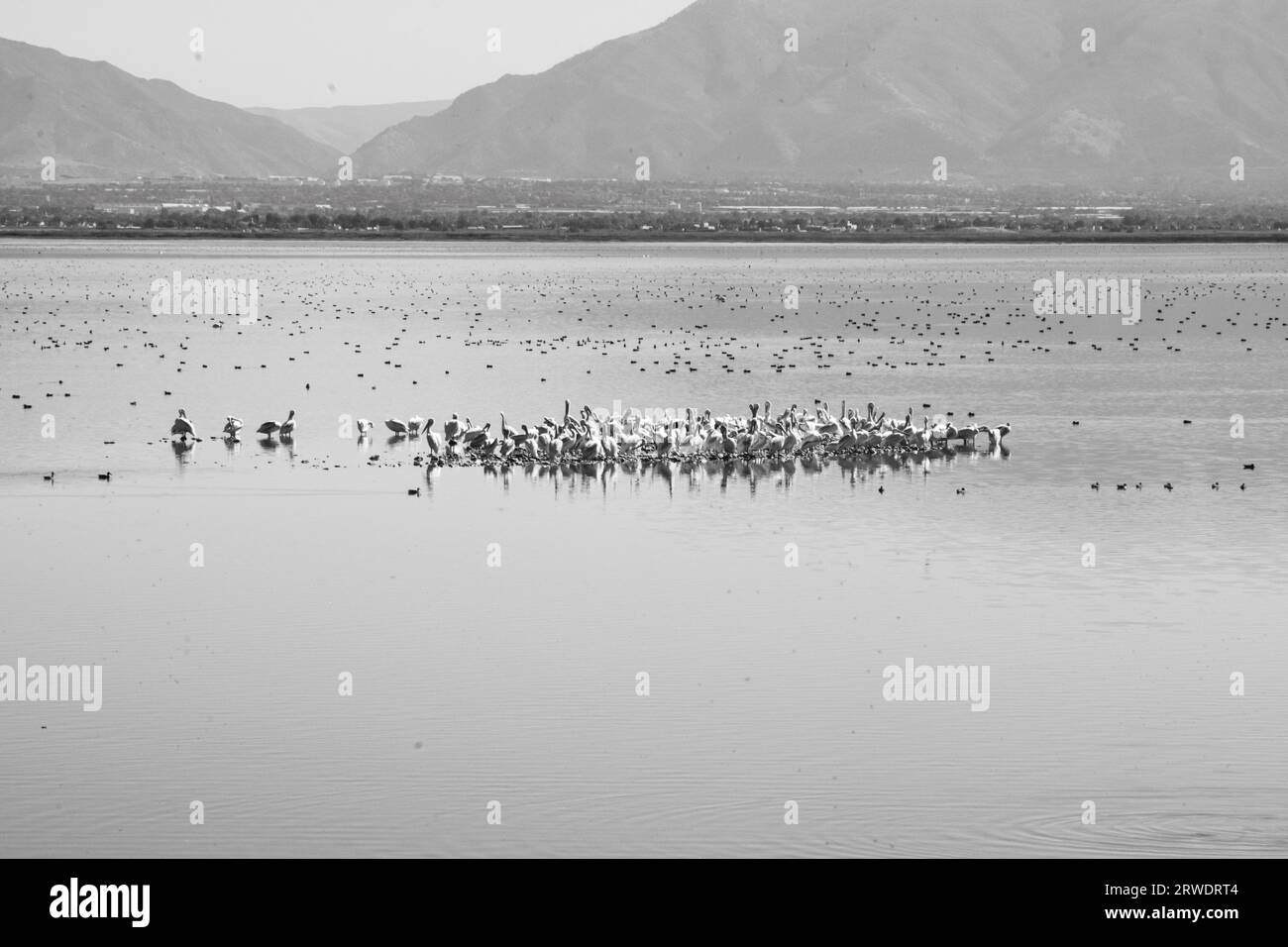 Imagen en blanco y negro de las aves en el Parque Estatal Antelope Island, en el Gran Lago Salado, Utah. Foto de stock