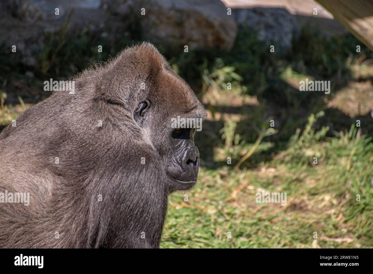 Un gorila de las tierras bajas del oeste en el recinto del zoológico de Utah Foto de stock